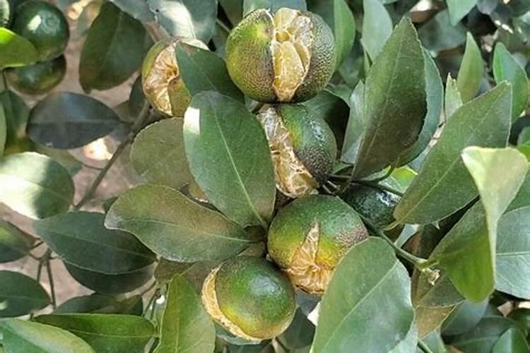 长寿花施什么肥好