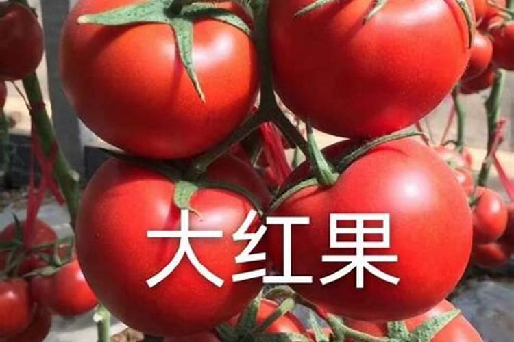 番茄初期推荐是什么意思