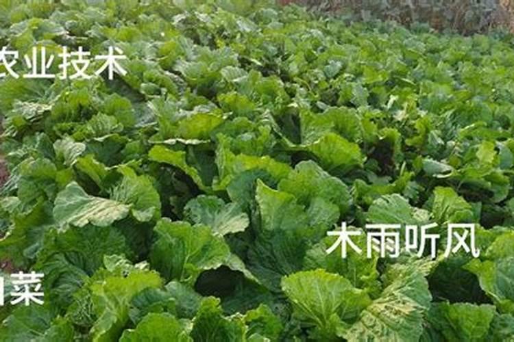 白玉兰怎么施肥