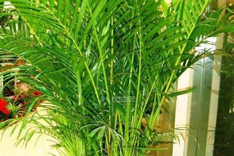 夏威夷竹叶子有黑斑怎么回事