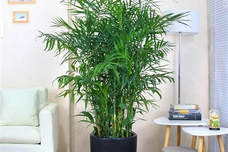 夏威夷竹子怎么养才能更旺盛