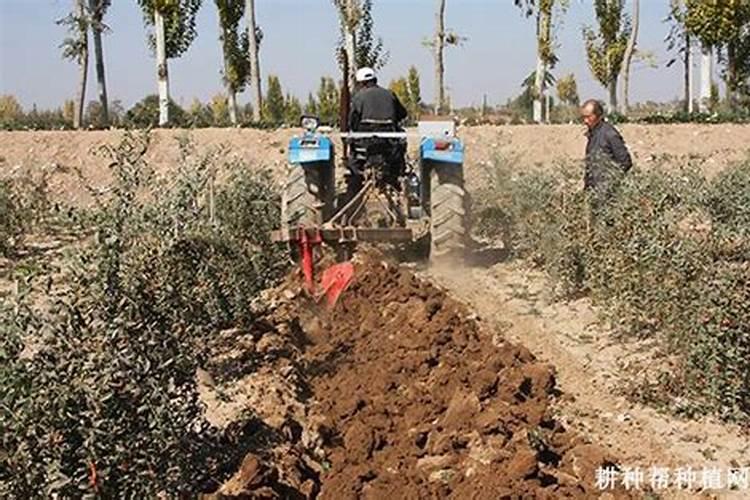 枸杞树苗怎么种植方法