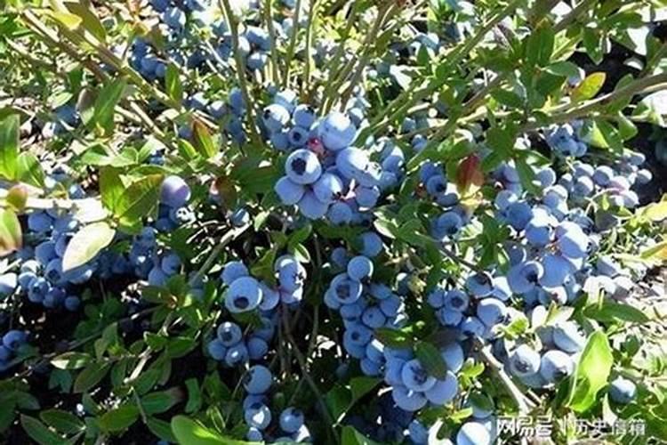 蓝莓施肥的最佳时间是什么时候