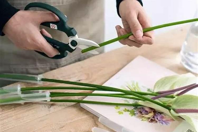 如何给蝴蝶兰喷叶面肥