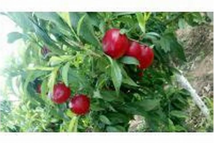 中国最好的果树叶面肥有哪些？