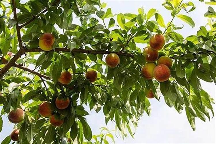 白菜跳甲虫用什么农药最好