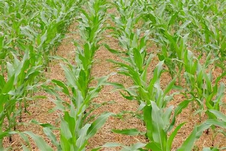 玉米是不是需要冲施钾肥来保障生长？