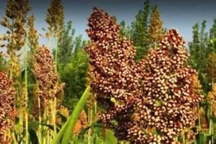 锌肥能和磷酸二氢钾混用吗