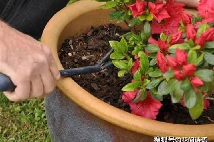 柑橘树施什么复合肥好呢？一年要施多少次？(大树)