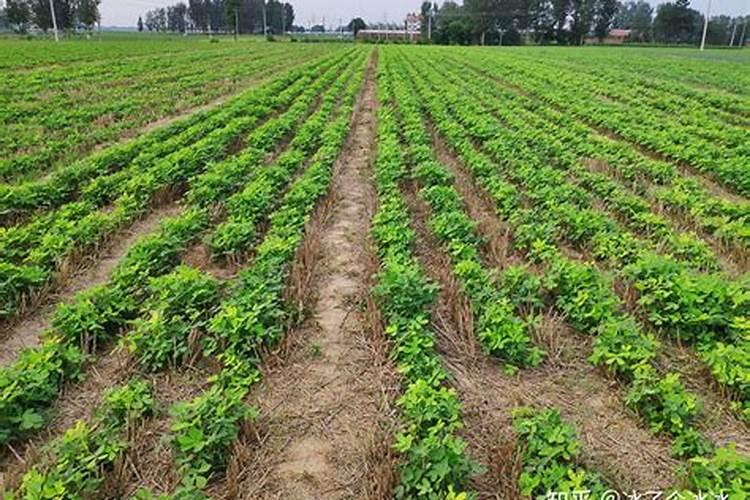 哈密瓜膨果期用什么肥料