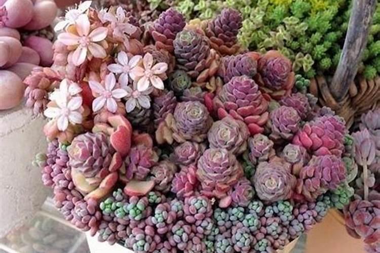 钱串怎么养才能更旺盛