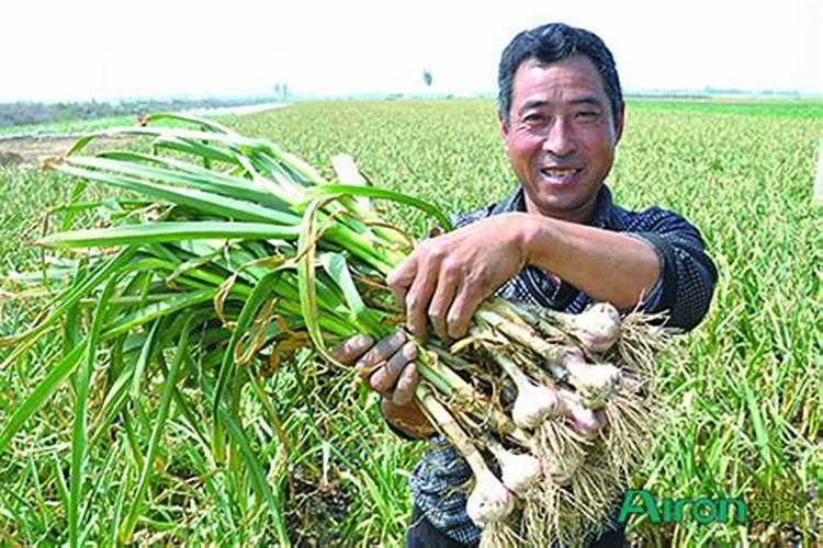 拌蒜种用先正达什么杀菌药最好？