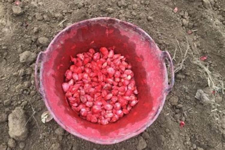 大蒜用什么杀菌剂拌种最好