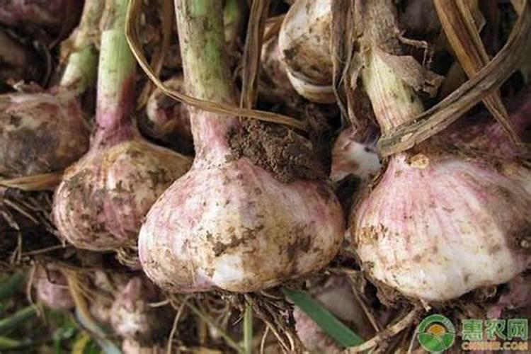 大蒜浸种用什么药好