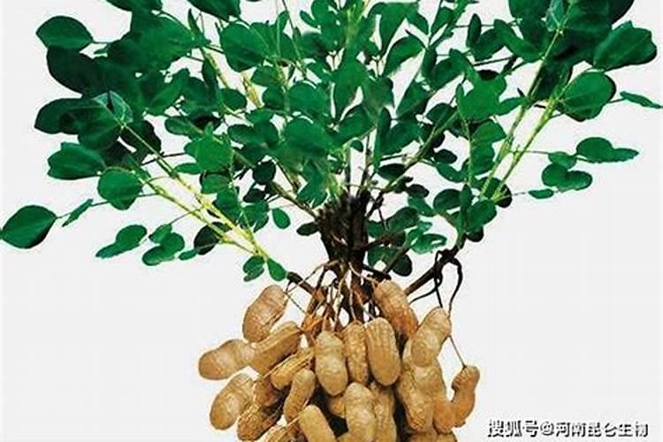 种植花生合适施用什么肥料 种植花生的施肥时间