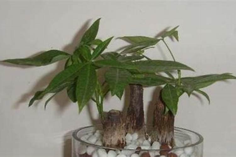 果树在哪三个阶段需要施肥