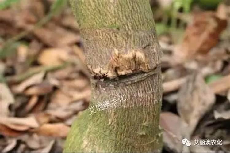 枇杷树多久浇一次水