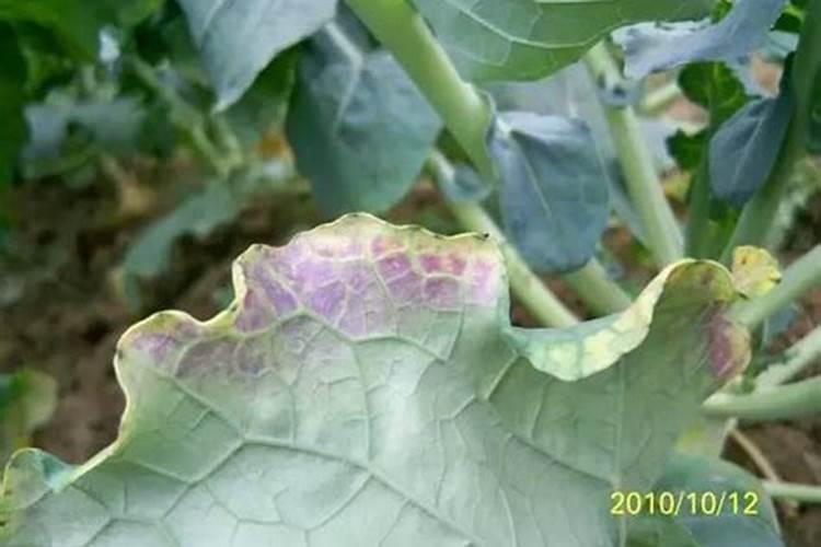 西瓜膨大期应该用什么肥料