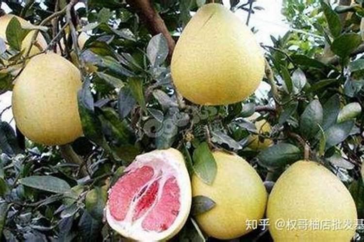 西瓜膨果期用什么肥料