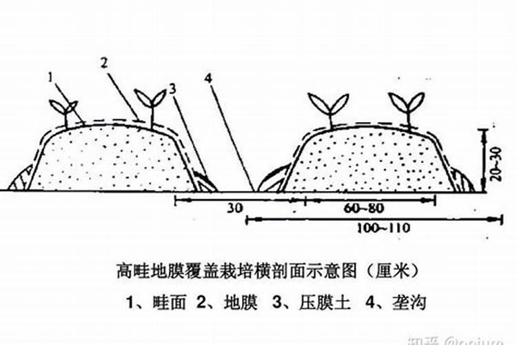 绣球花苞期间如何养护