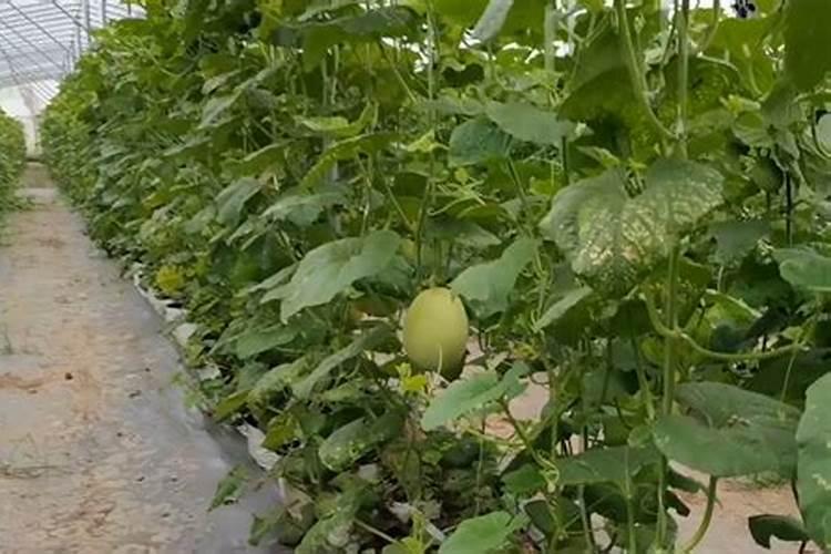 香菜浇什么水爱长