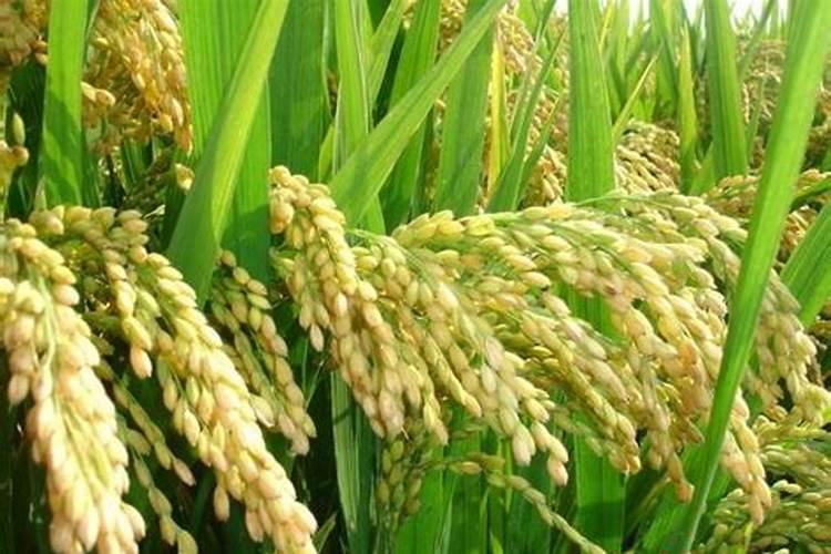 种蔬菜怎样施底肥