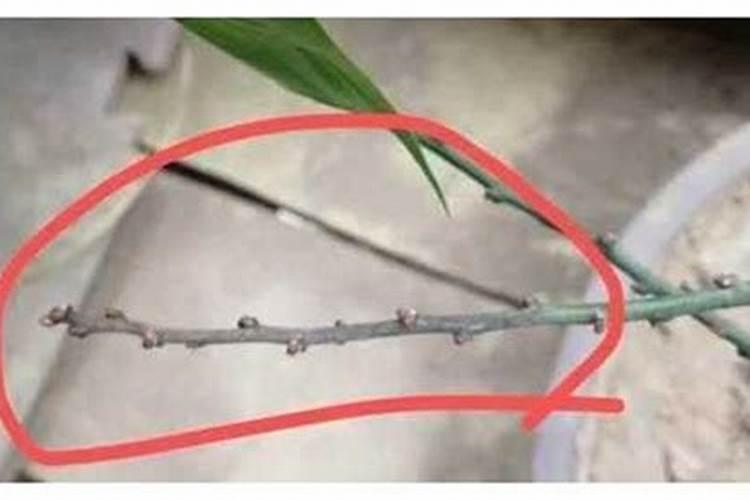 梅花上什么肥料好