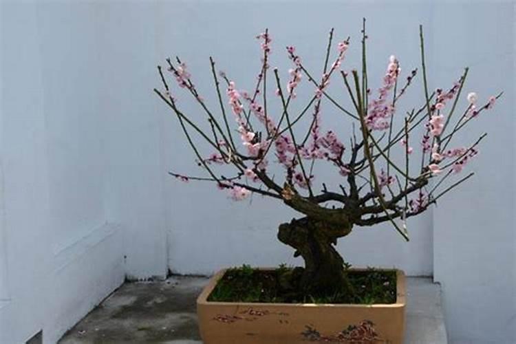 梅花适合上什么肥料