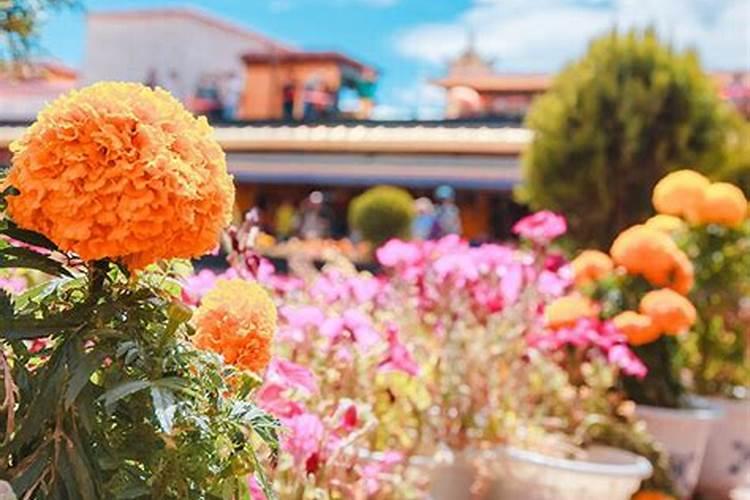 墨西哥鼠尾草施什么肥好