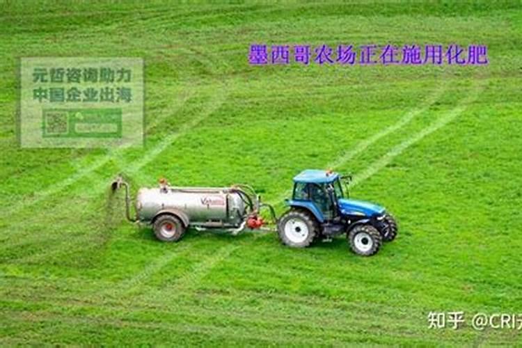 墨西哥玉米草种植方法 玉米应该怎么养护