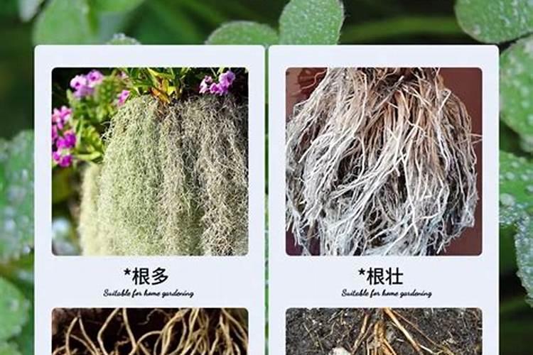 氮肥的作用有哪些