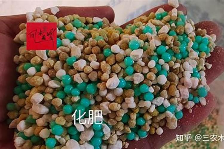 杨梅冬季能施肥吗