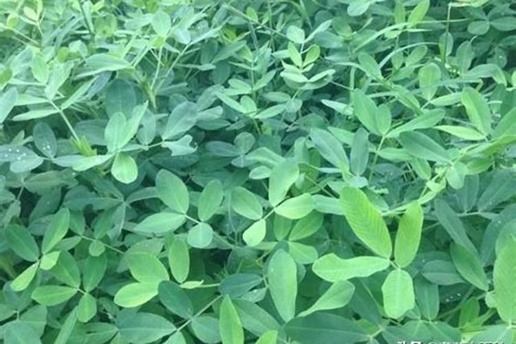 斤棵豆151,每亩需要多少豆种