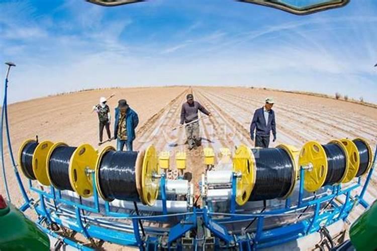 棉花受粉都是几点钟