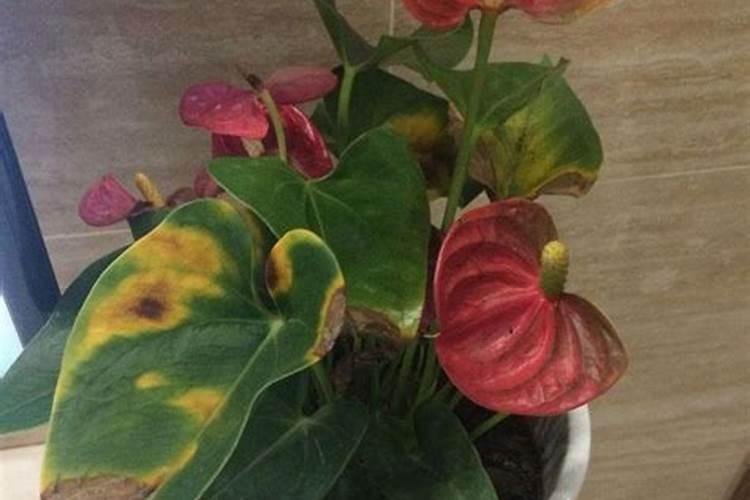 圆椒烂叶子喷什么农药