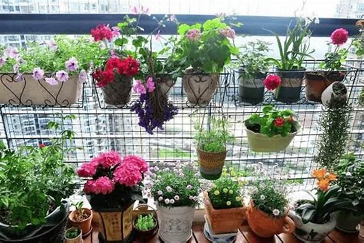 橘子什么时候开花结果