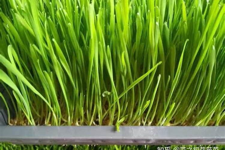 不得加入抑菌剂的无菌制剂