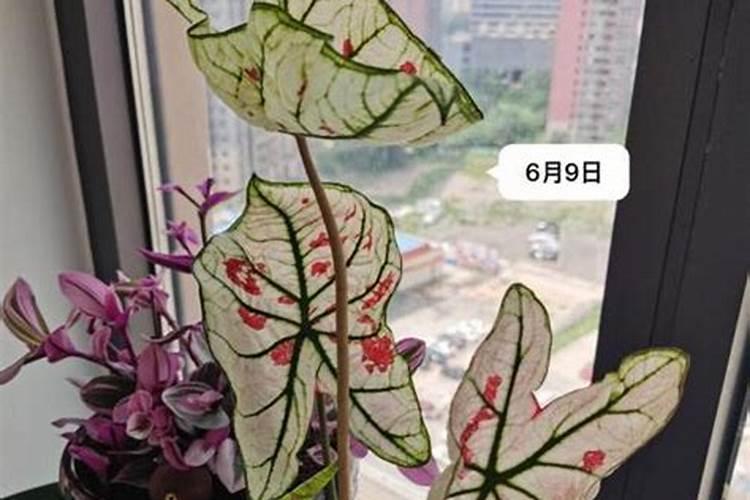 彩芋的养殖方法和注意事项(彩叶芋怎么养护出大叶子)