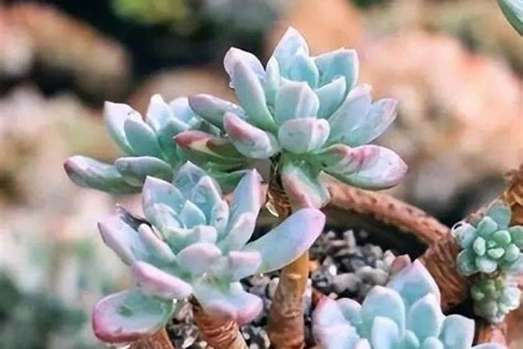 钾肥在作物中起什么作用