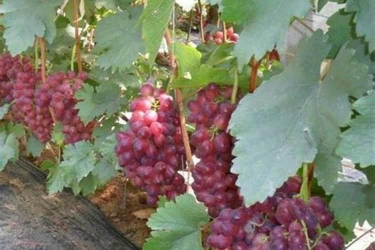 葡萄上色期使用的三种钾肥叶面肥