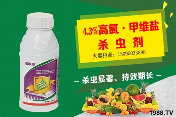 茶叶的芽与叶怎么分辨