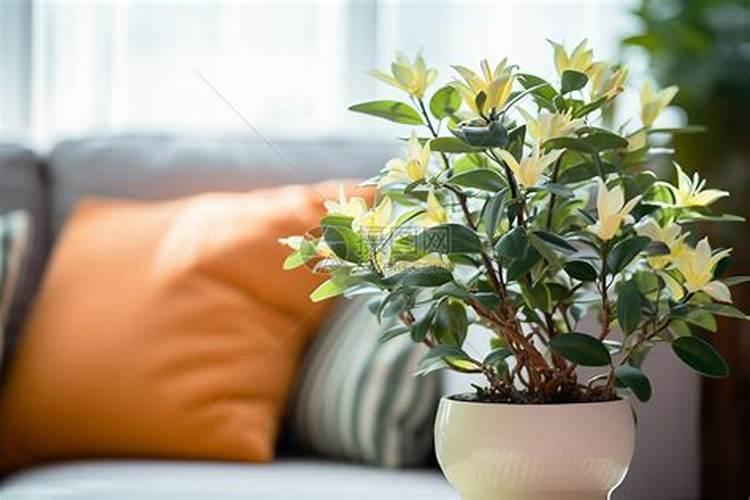 蒜苗叶子发黄是什么原因造成的？