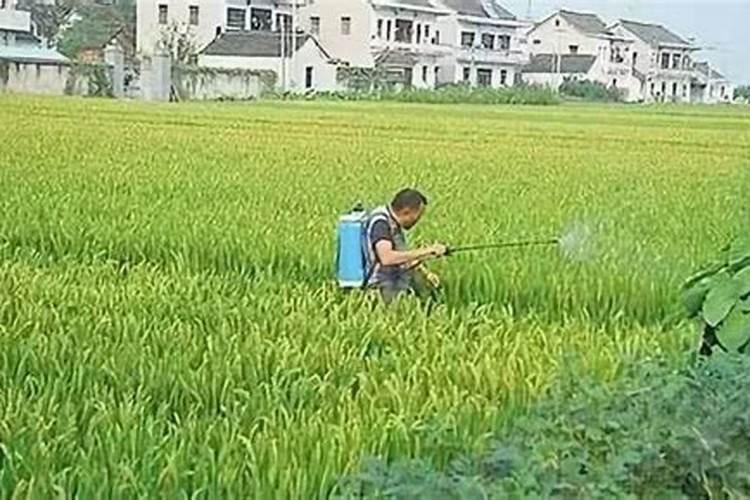 尿素喷叶面肥的用量