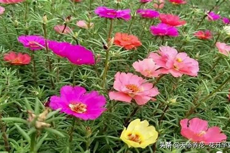 太阳花施什么肥才能花大叶盛？