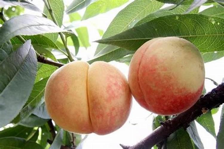 根外追肥(叶面喷肥)有何特点？桃树进行根外追肥时应注意哪些问题？