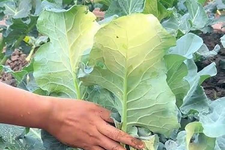 糖水可以浇什么植物(糖水能浇植物吗)