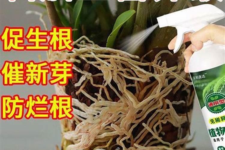 阳光玫瑰什么用中钾肥最好