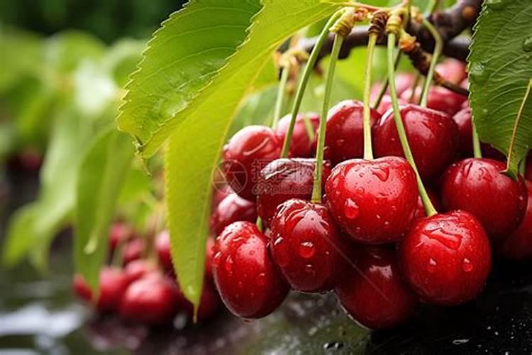 樱桃大棚结束后冲施高磷水溶肥可以吗有毒吗？