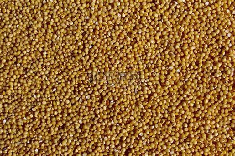 冬季草莓如何施肥才能高产