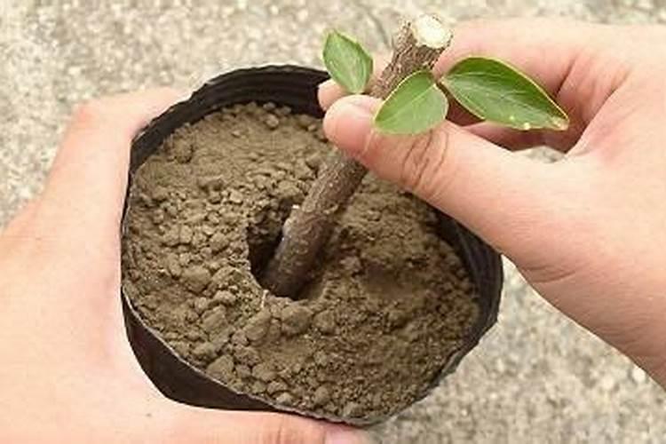 磷肥对植物起什么作用